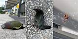 Perils of the Road: When Birds Collide with Cars